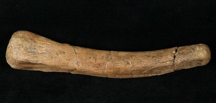 Hadrosaur Metacarpal (Hand Bone) - Montana #14789